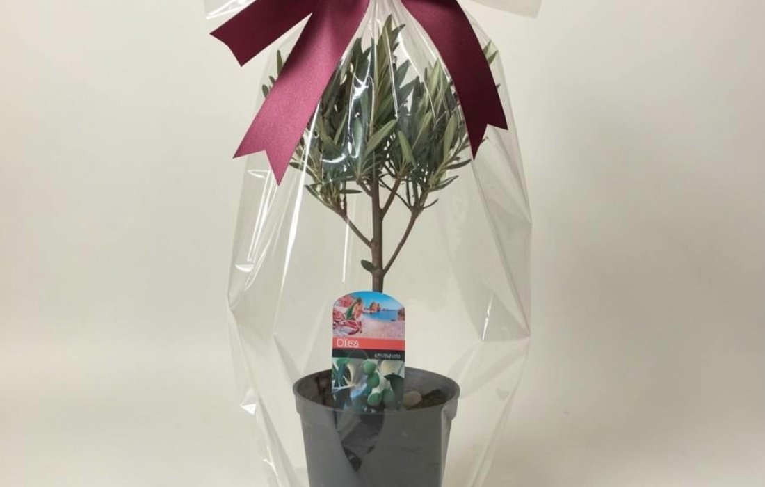 Olijfbomen Informatie