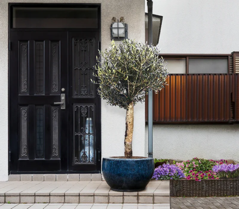 Olea europaea 'Florida' - 1