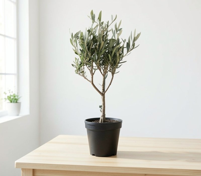 Olea europaea Klein op Stam - 1