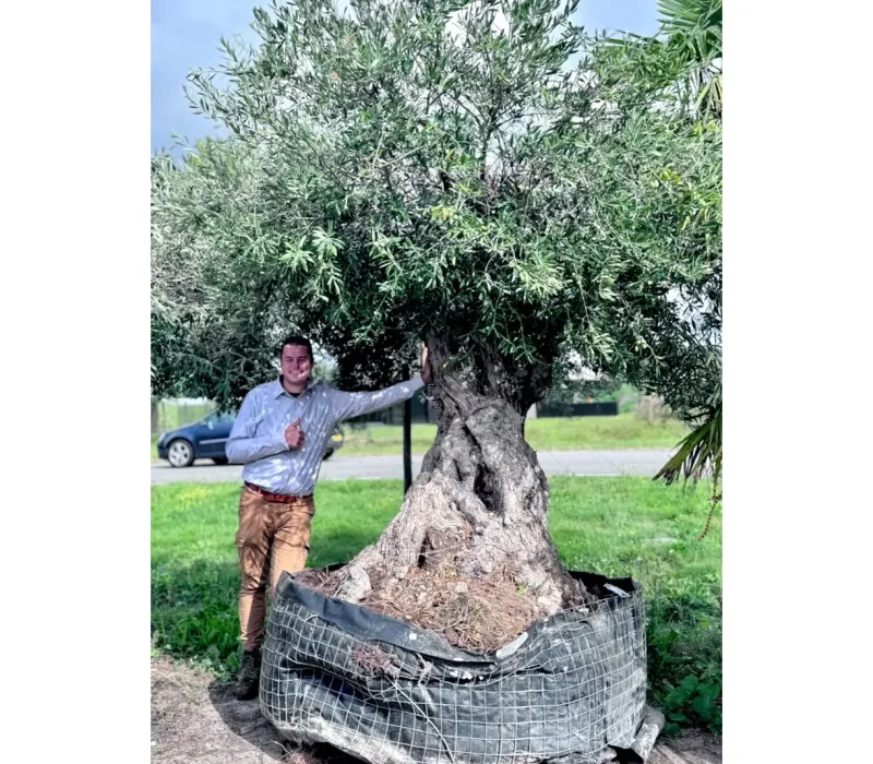 Olea europaea Massiva - 1