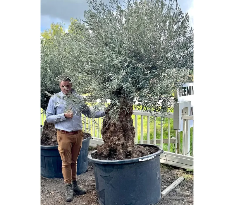 Olea europaea Robusta - 1