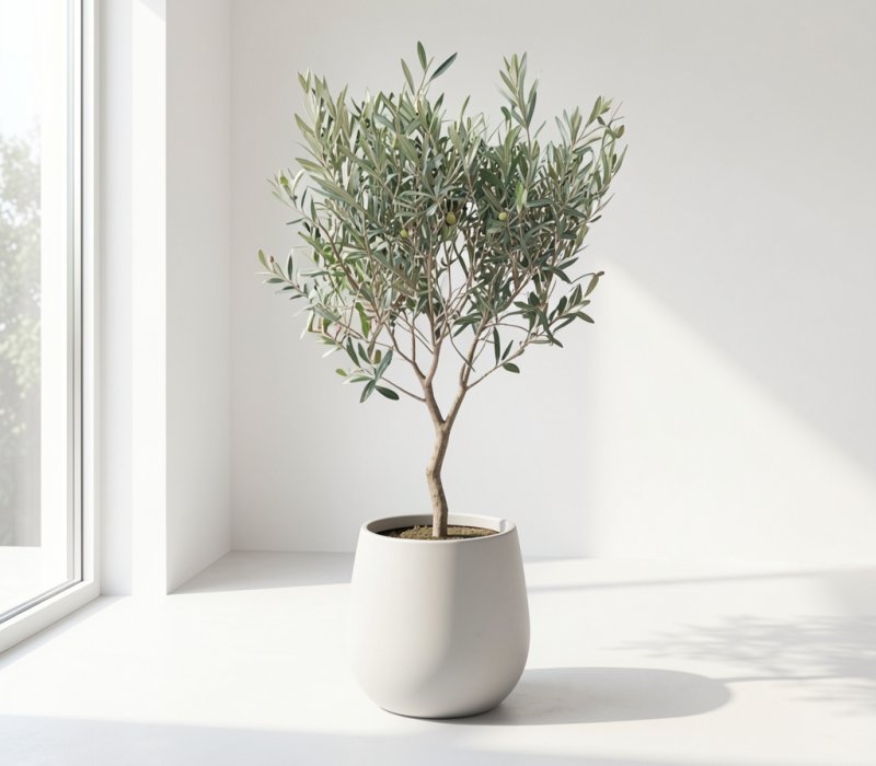 Olea europaea Petite - 1